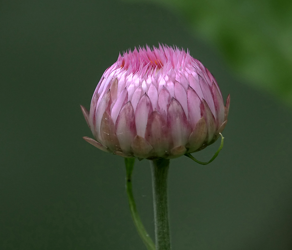 Изображение особи Xerochrysum bracteatum.