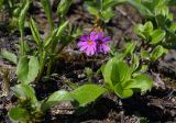 Primula cuneifolia