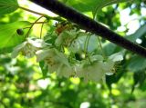 Actinidia kolomikta. Соцветие. Украина, Киевская обл., Вышгородский р-н, севернее с. Лебедевка, дачный участок между Киевским водохранилищем и дренажным каналом, в культуре. 23 мая 2010 г.