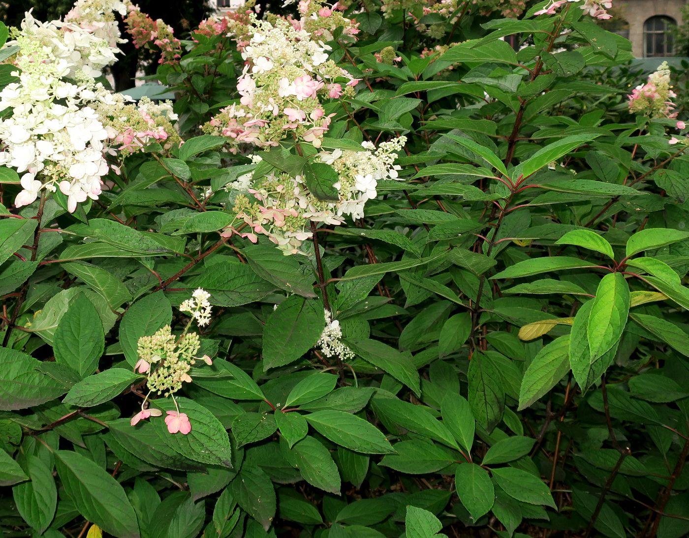 Image of Hydrangea paniculata specimen.