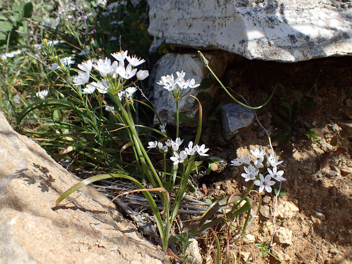 Изображение особи Allium subhirsutum.