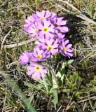 Primula borealis