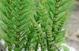 Equisetum telmateia