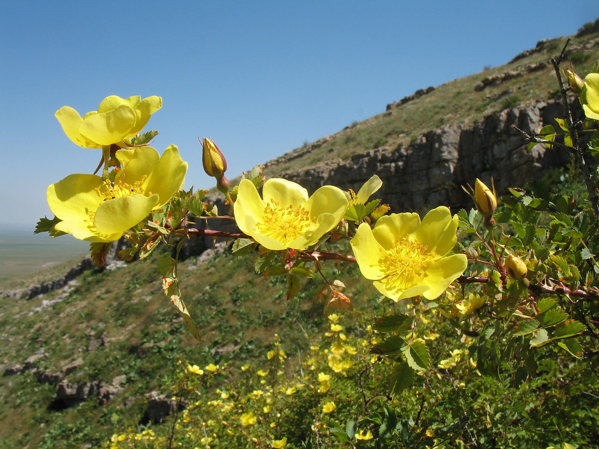 Image of Rosa platyacantha specimen.