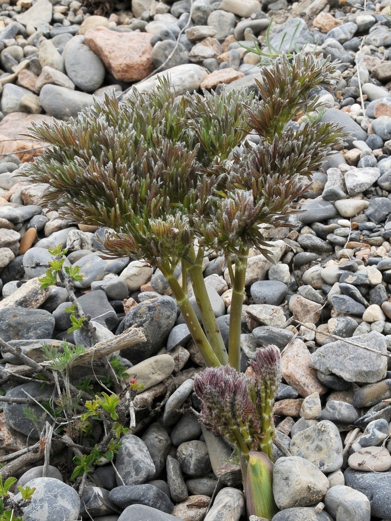 Image of Ferula penninervis specimen.