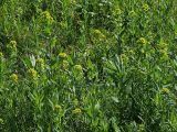 Euphorbia iberica. Цветущие растения на старой залежи. Северная Осетия, север Осетинской равнины, холмы у южного края Эльхотовских ворот. 09.05.2010.