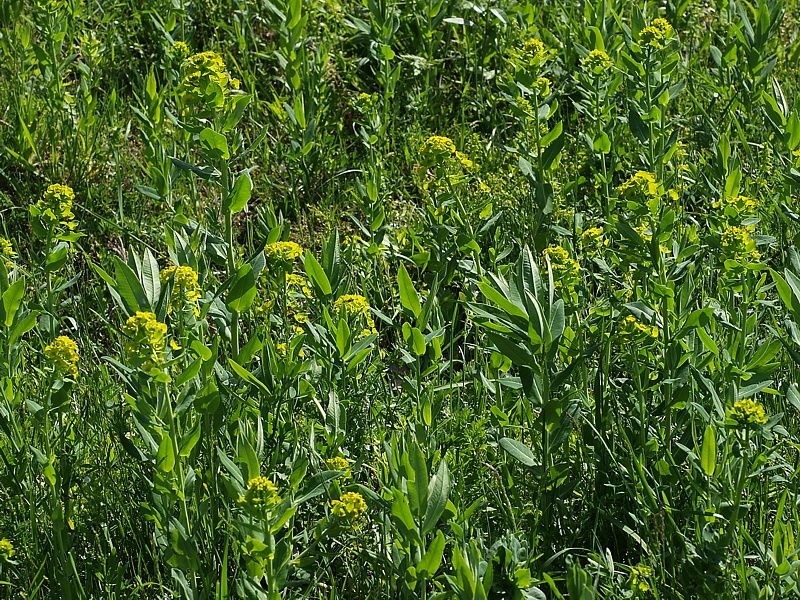 Image of Euphorbia iberica specimen.