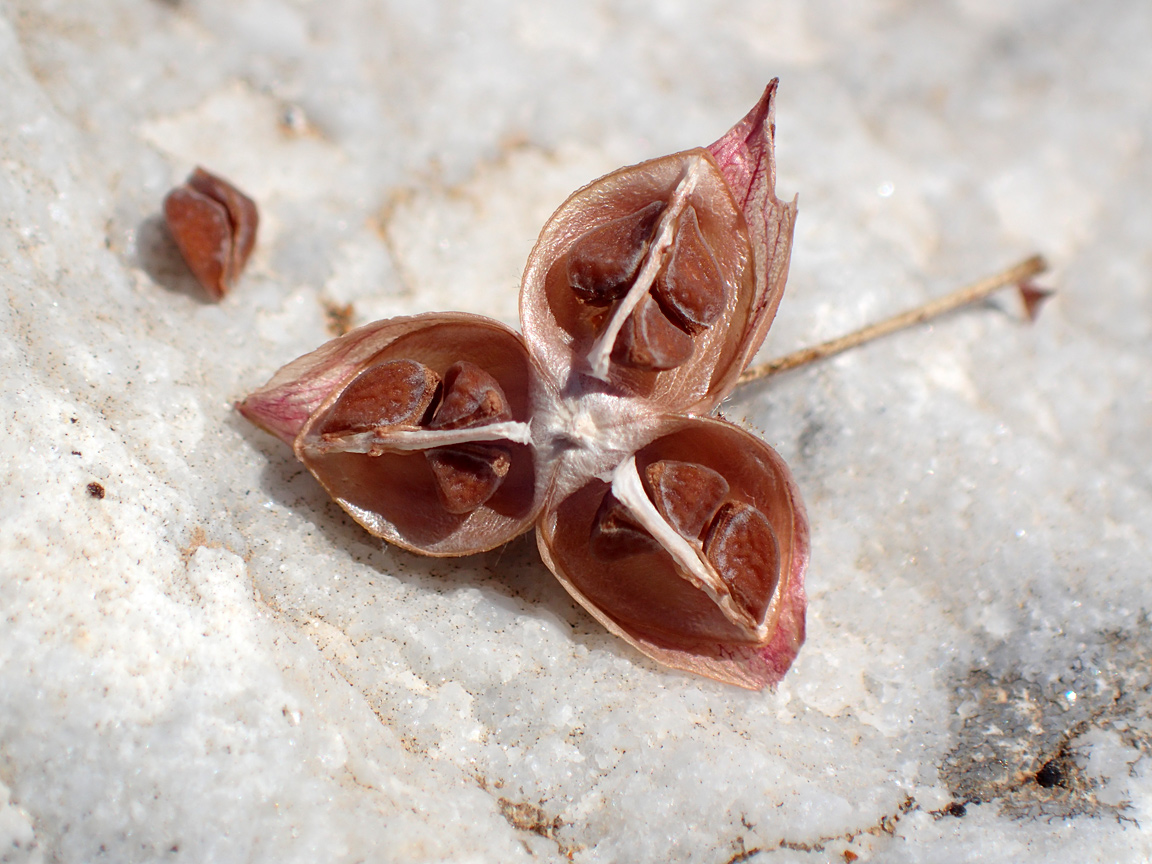 Image of Fumana arabica specimen.