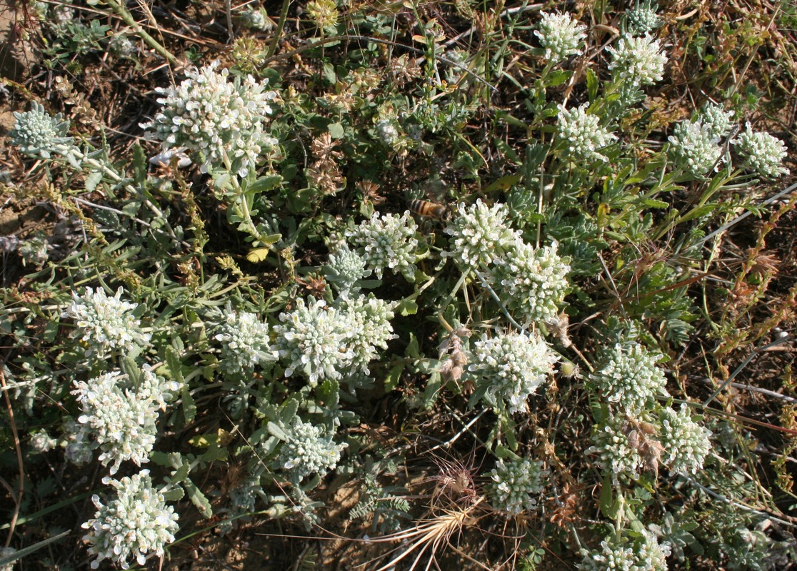 Изображение особи Teucrium capitatum.