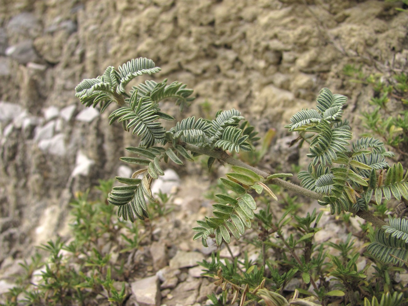 Изображение особи семейство Fabaceae.