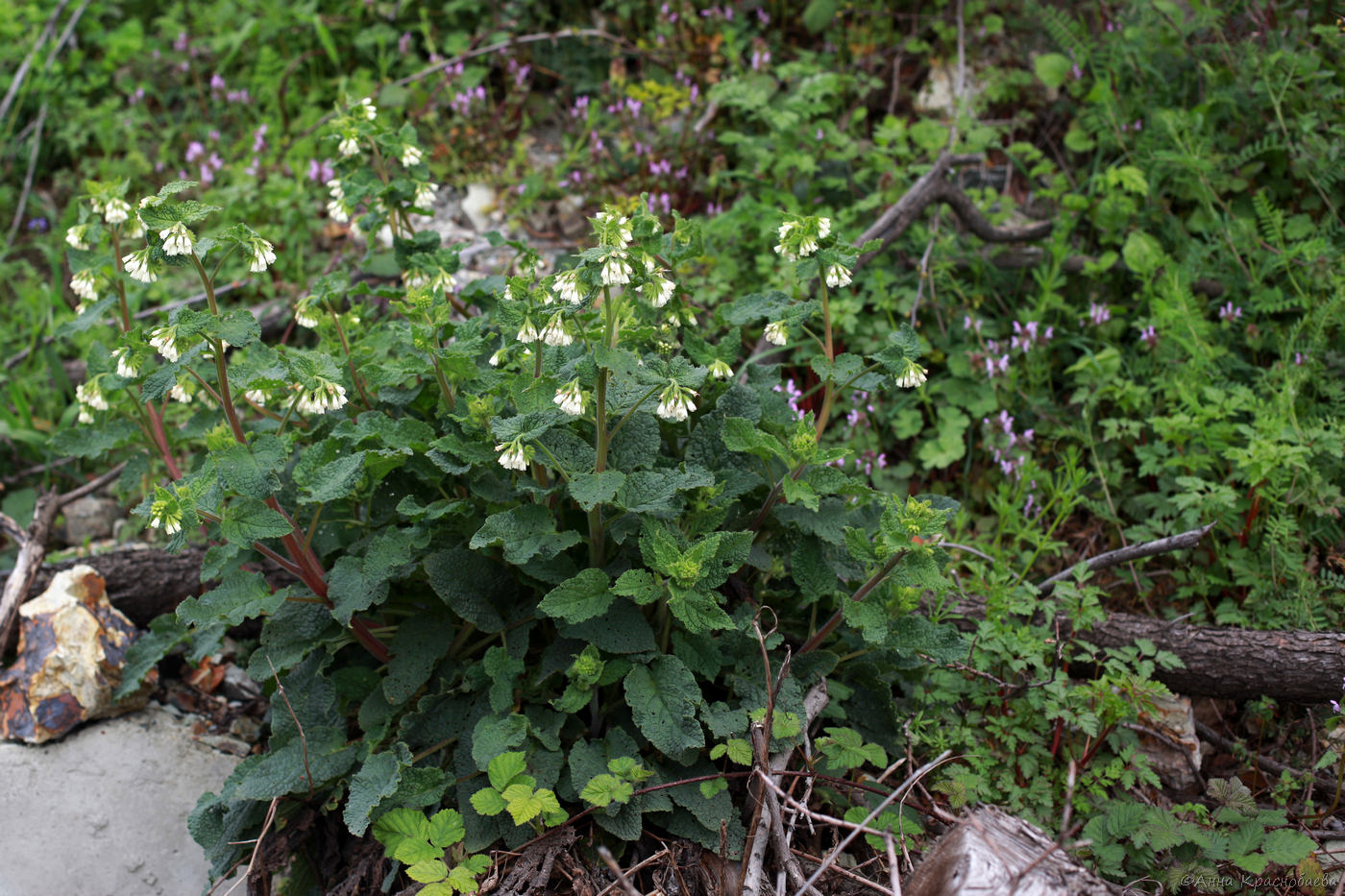 Image of Symphytum grandiflorum specimen.