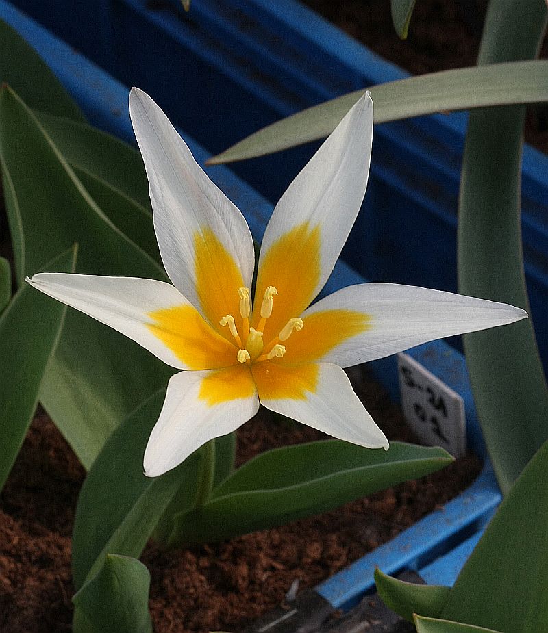 Изображение особи Tulipa berkariensis.
