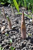 Arisaema amurense