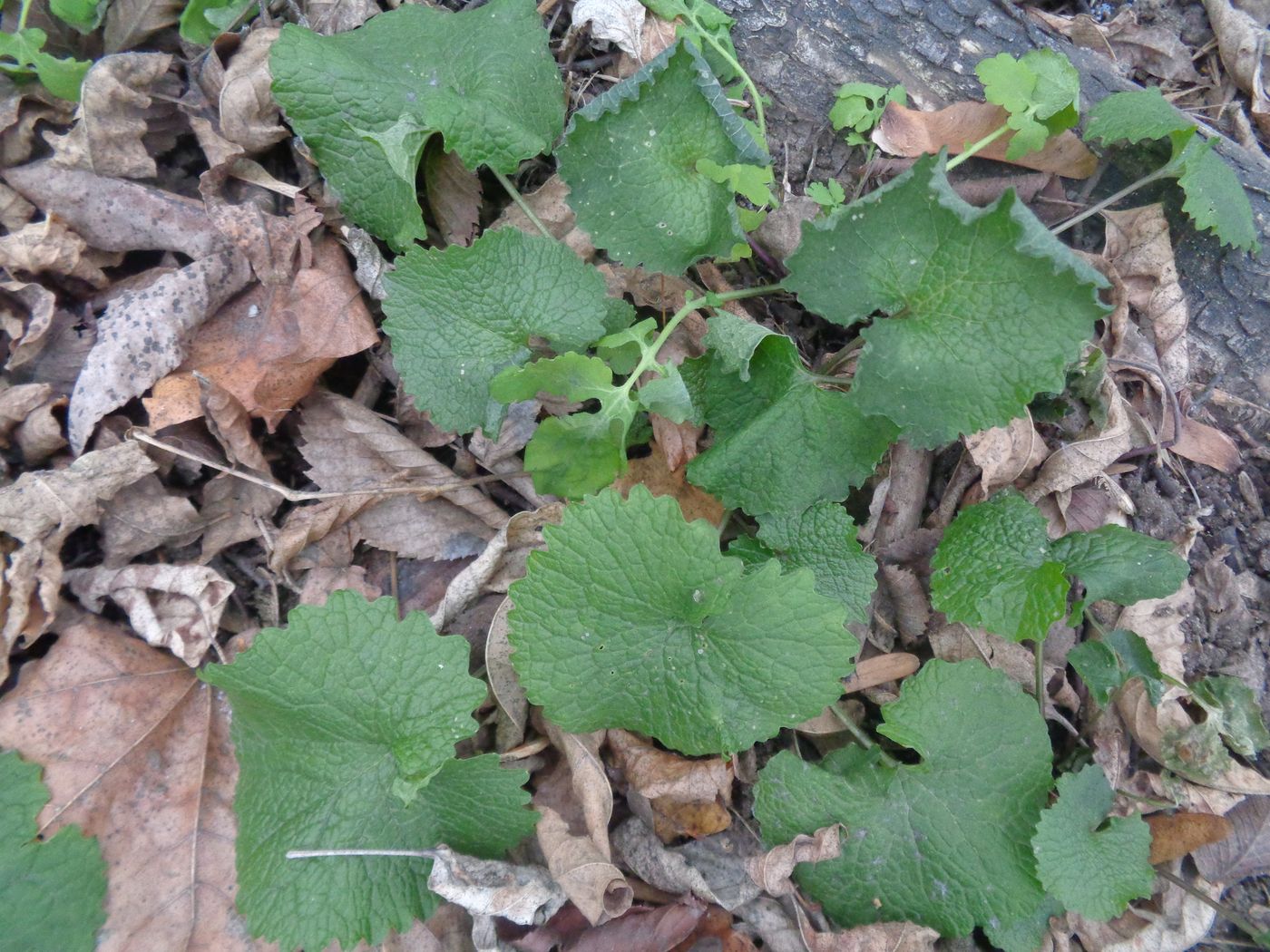 Image of Alliaria petiolata specimen.