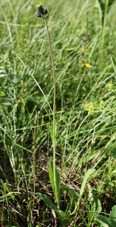 Image of Pilosella &times; floribunda specimen.