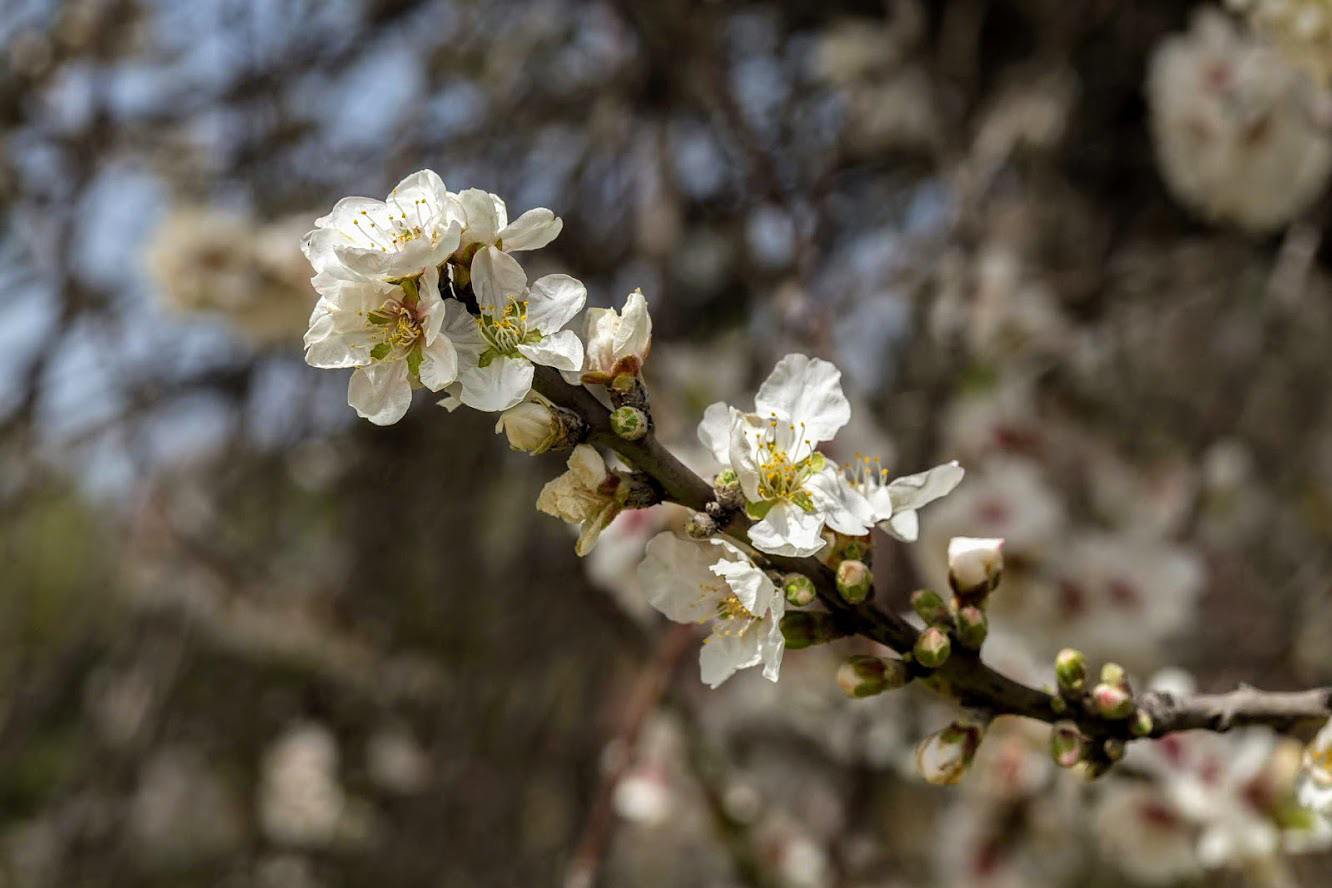 Изображение особи Amygdalus communis.