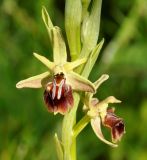 Ophrys alasiatica