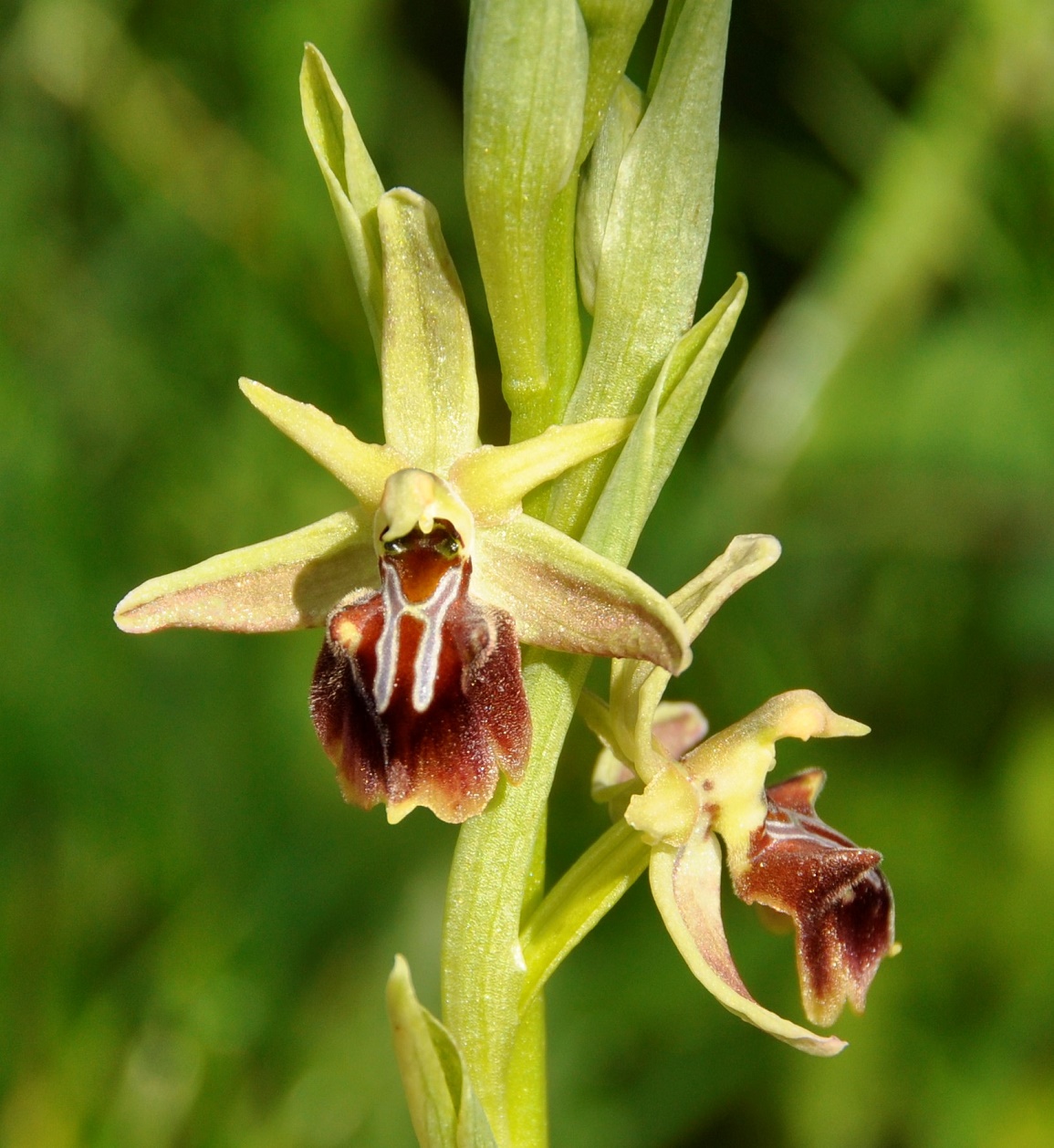Изображение особи Ophrys alasiatica.