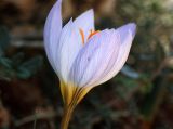 Crocus laevigatus