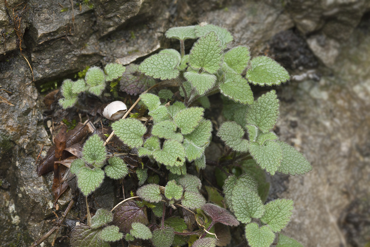 Изображение особи Lamium purpureum.