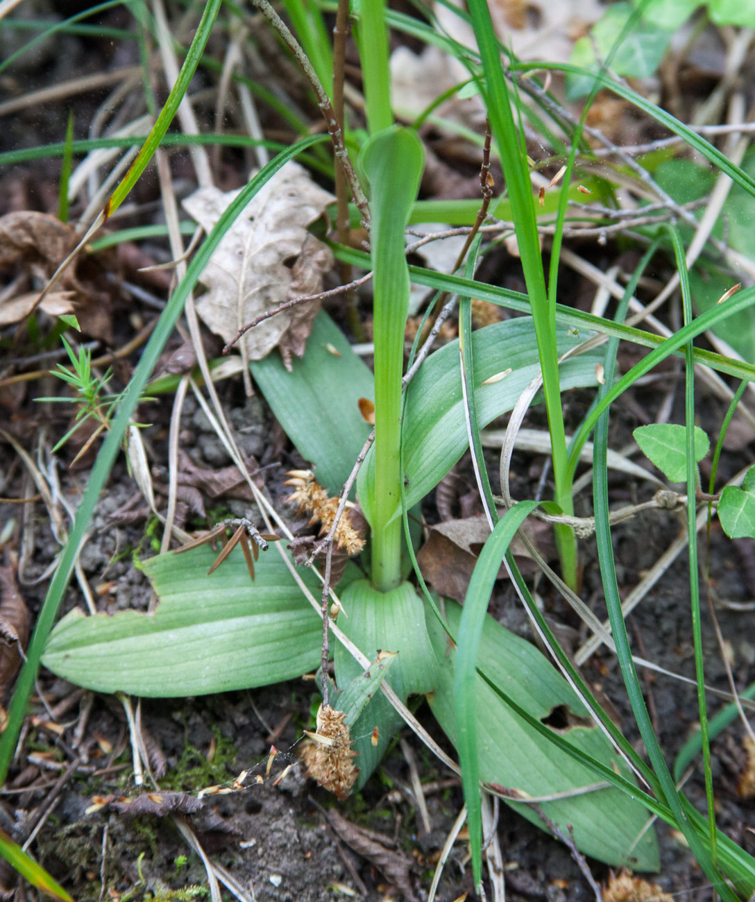 Image of Neotinea tridentata specimen.