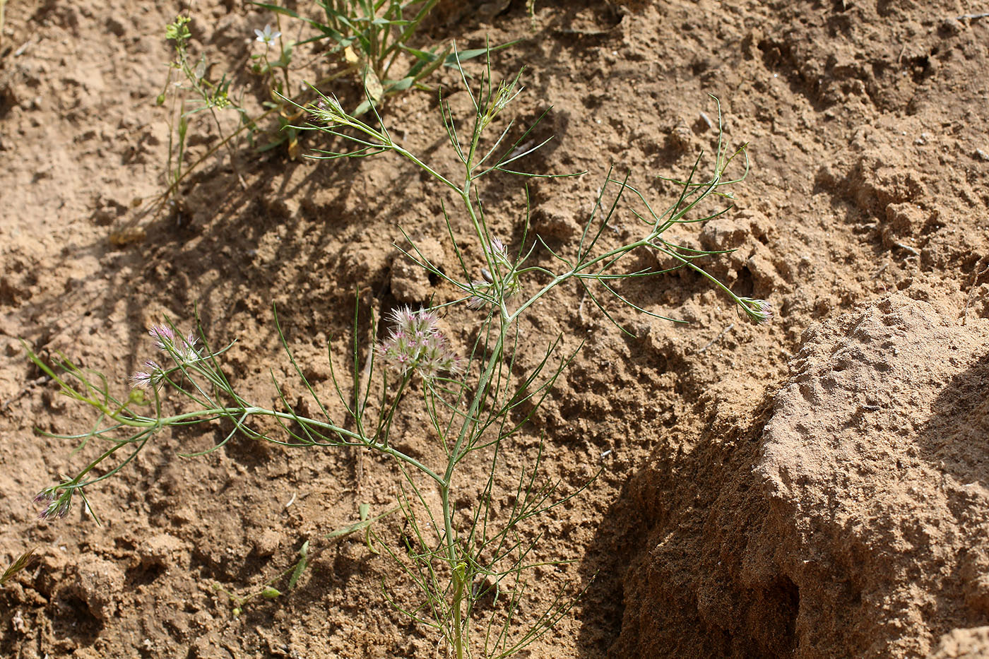 Image of Cuminum setifolium specimen.