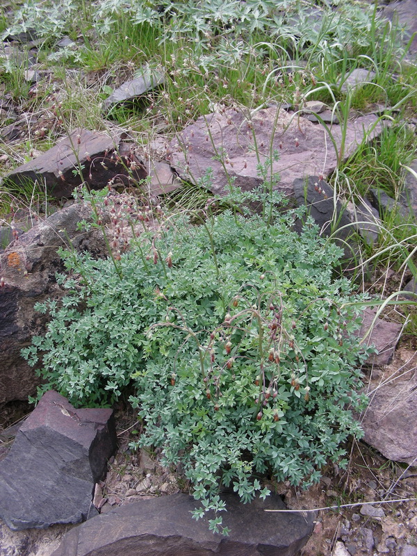 Изображение особи Thalictrum isopyroides.