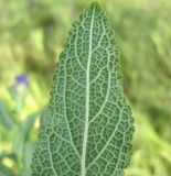 Salvia deserta