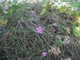 Dianthus campestris