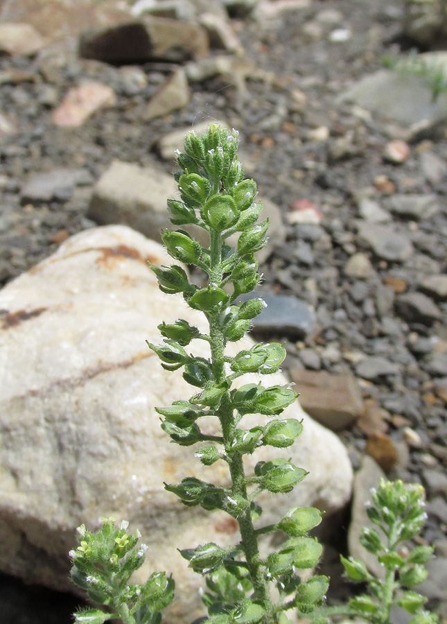 Image of Alyssum alyssoides specimen.