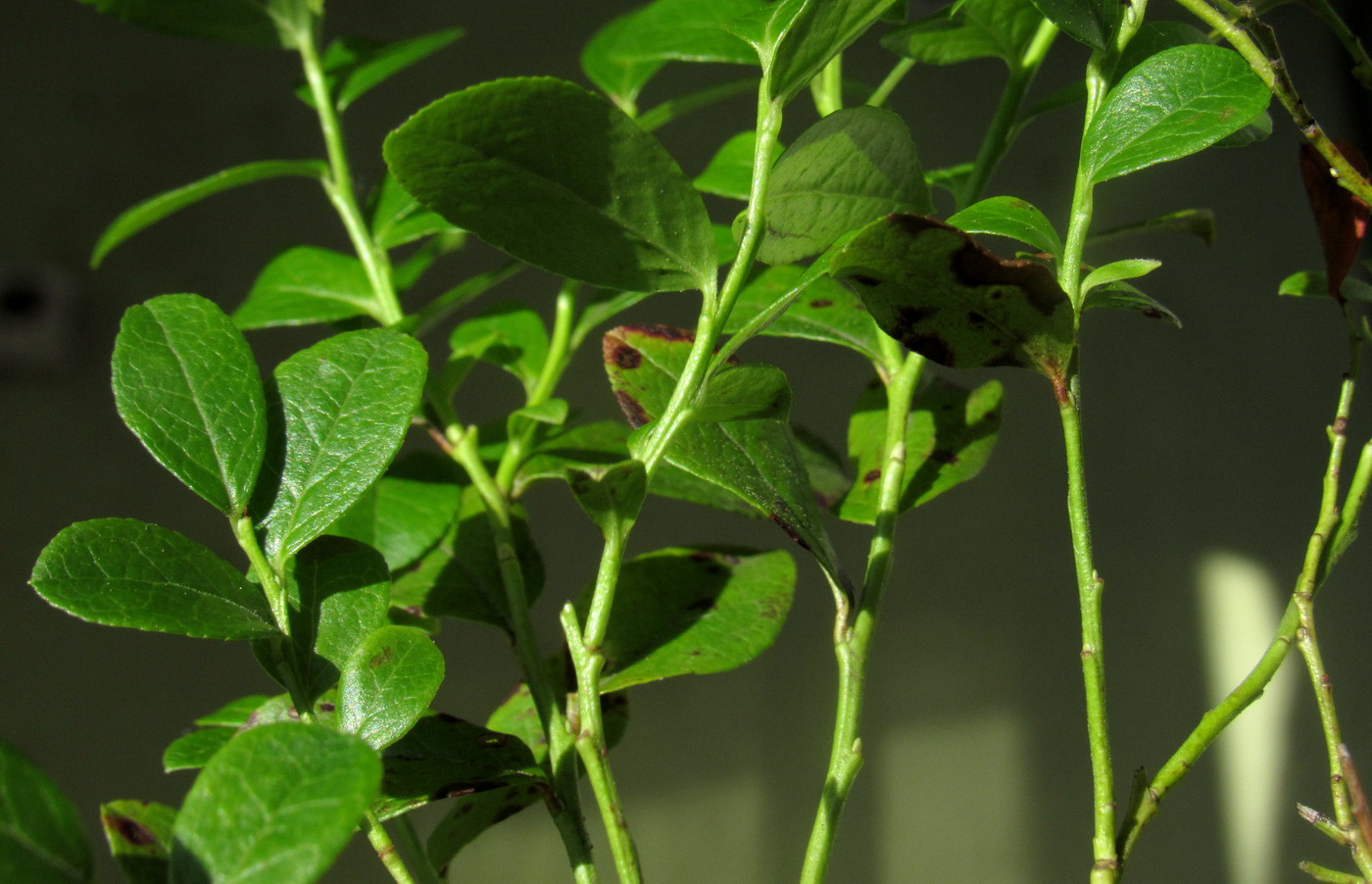 Image of Vaccinium &times; intermedium specimen.