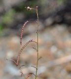 Cleome iberica