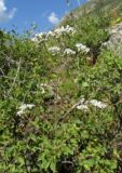 Gypsophila altissima. Верхушка цветущего растения. Алтай, 24 км СЗЗ с. Акташ, долина р. Чуя, среди кустарников. 6 июля 2019 г.