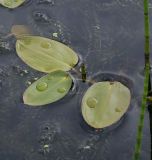 Potamogeton natans. Листья в сообществе с Equisetum fluviatile. Пермский край, г. Пермь, Кировский р-н, заброшенный песчаный карьер, озеро. 10.08.2019.