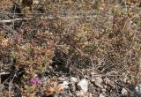 Thymus bashkiriensis. Цветущие растения на каменистом склоне. Татарстан, г. Бавлы. 19.07.2010.
