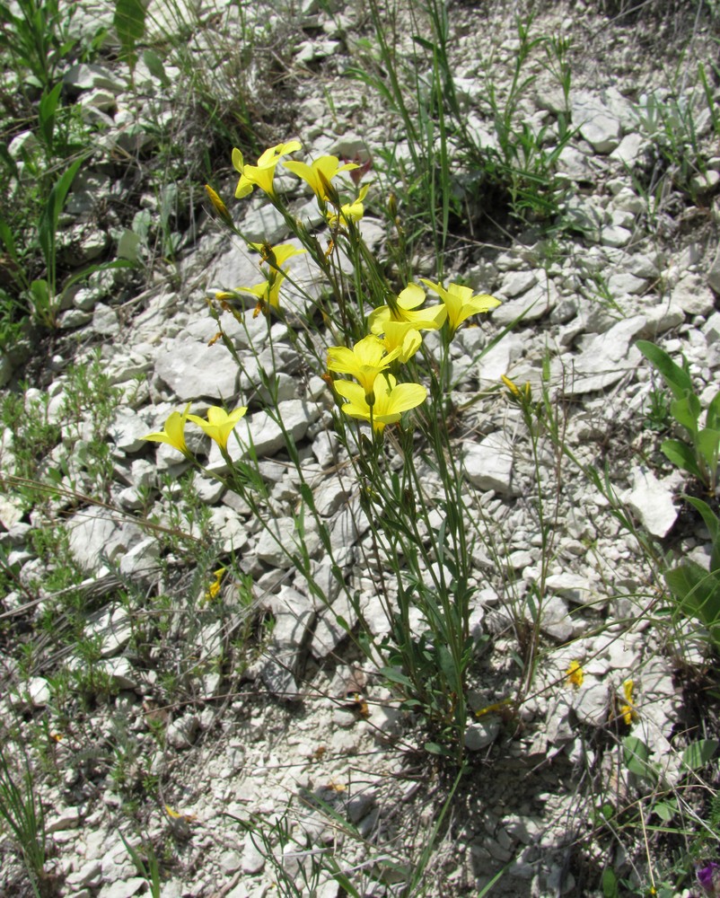 Image of Linum alexeenkoanum specimen.