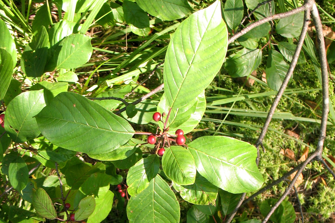 Image of Frangula alnus specimen.