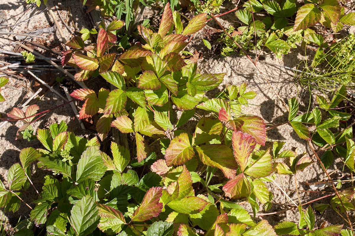 Image of Rubus saxatilis specimen.