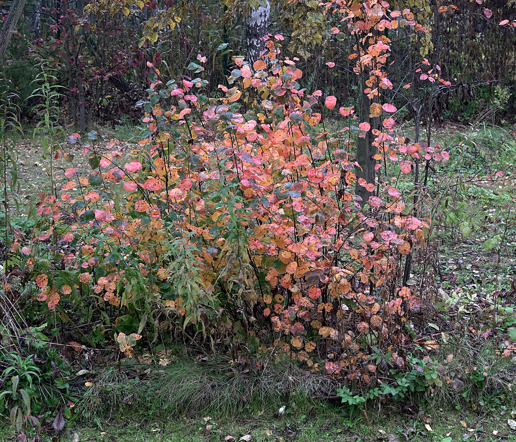 Image of Amelanchier spicata specimen.