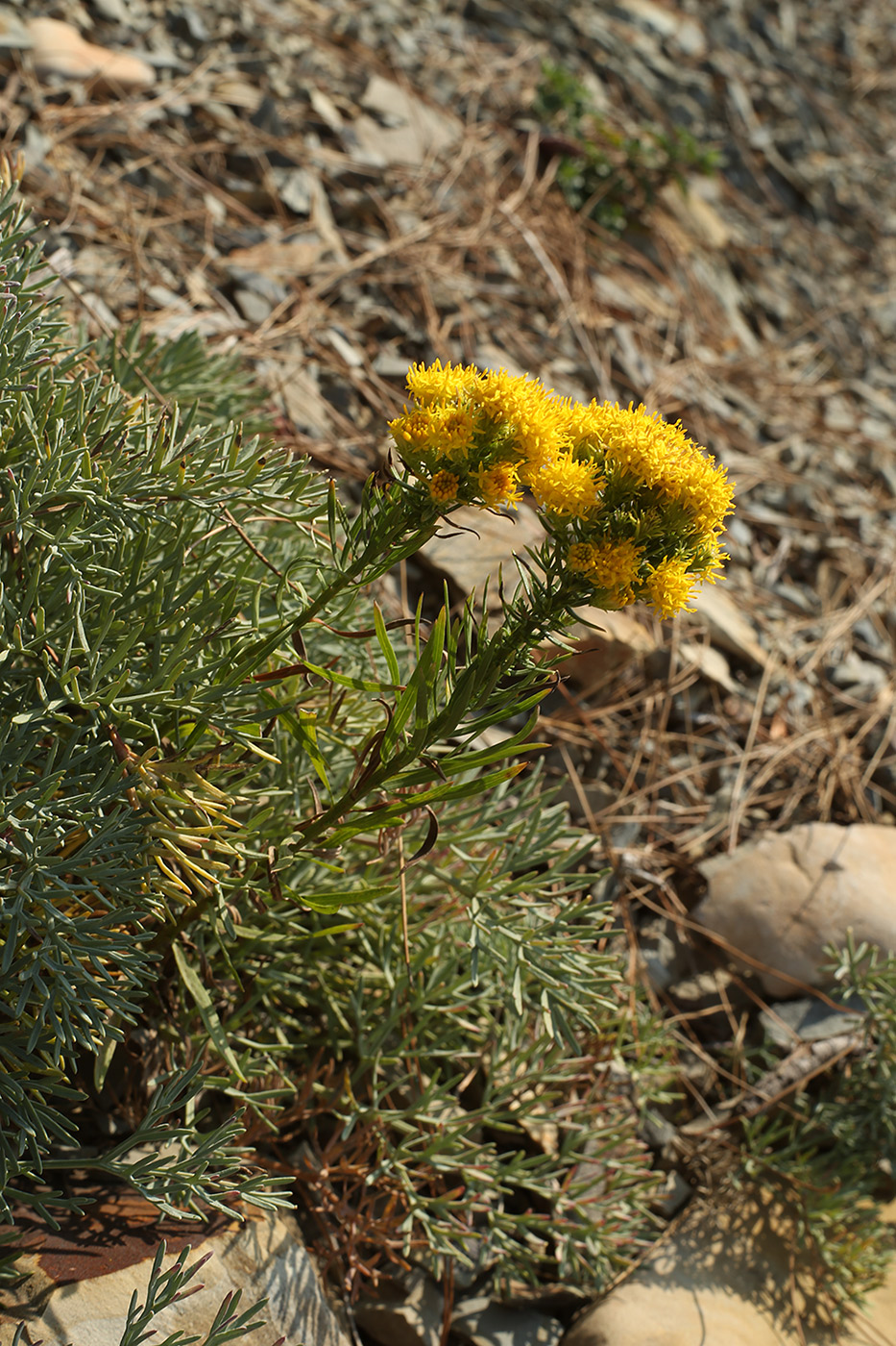 Image of Galatella linosyris specimen.