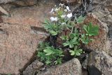 Cleome chilensis