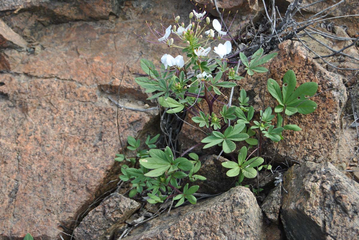 Image of Cleome chilensis specimen.