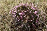 Andromeda polifolia. Цветущие растения. Среднесибирское плоскогорье, плато Путорана, дол. р. Курейка, группа растений на кочке посреди болотистой луговины. 29.06.2017.