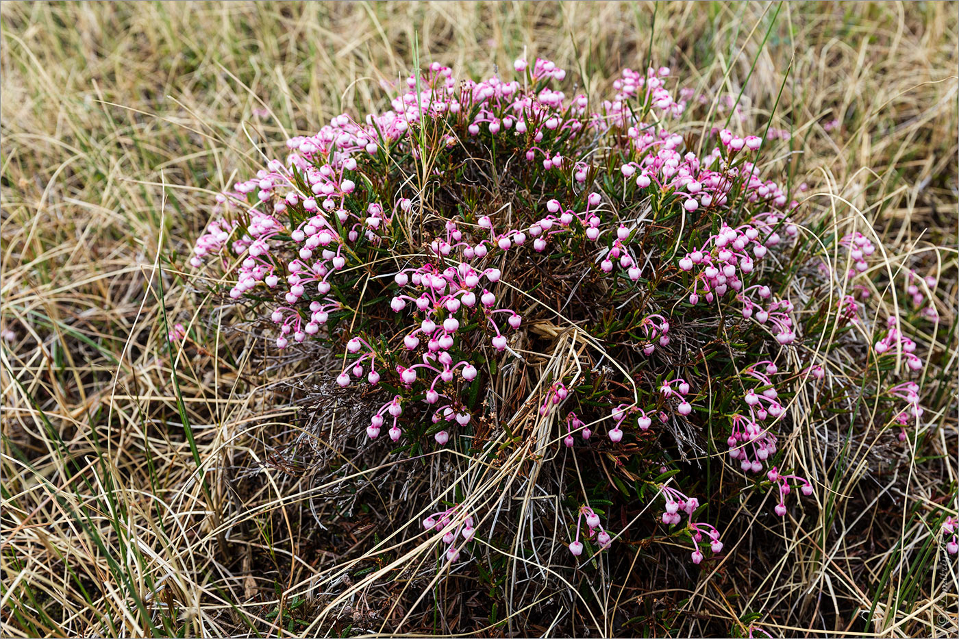 Изображение особи Andromeda polifolia.