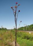 Cirsium palustre. Верхушка цветущего растения. Архангельская обл., Вельский р-н, окр. пос. Усть-Шоноша, близ ж. д. 30 июня 2010 г.