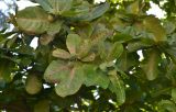 Terminalia catappa