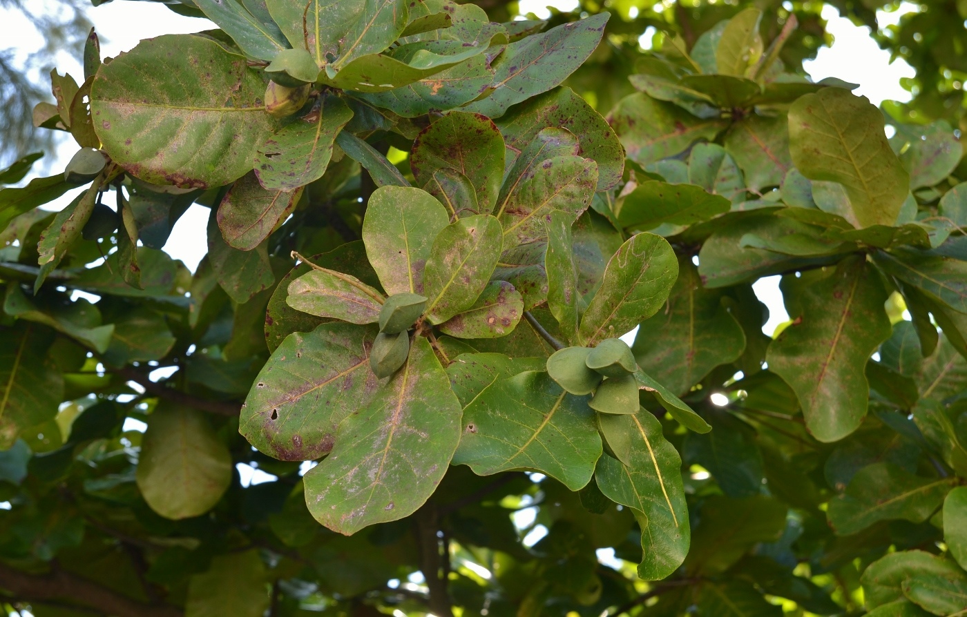 Изображение особи Terminalia catappa.