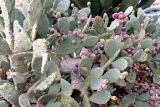 Opuntia ficus-indica