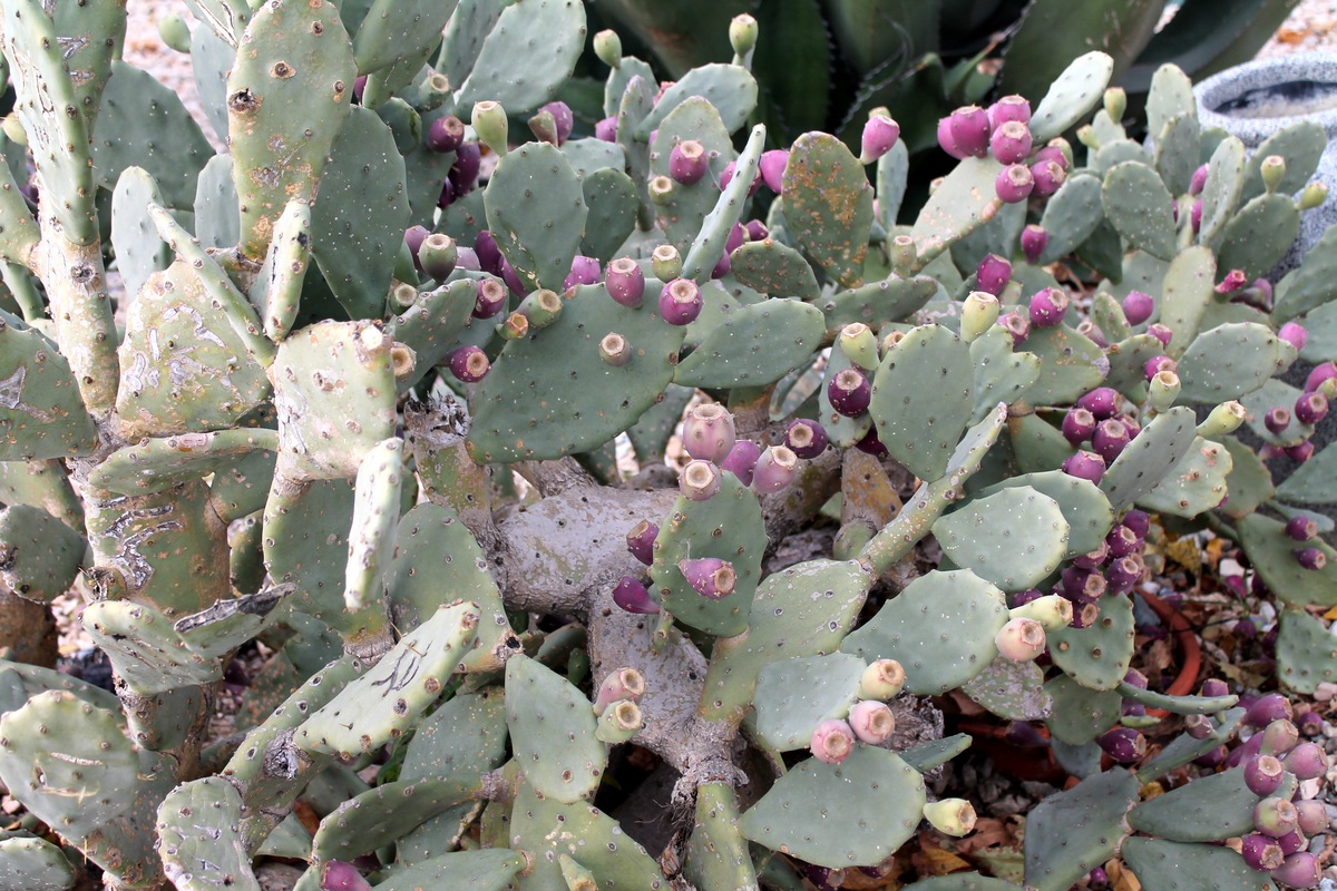 Изображение особи Opuntia ficus-indica.