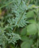 Thalictrum simplex